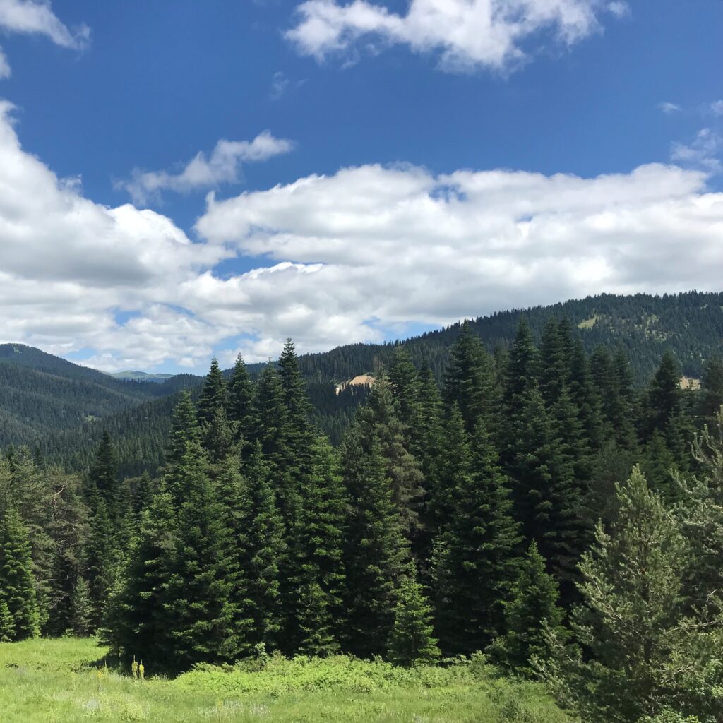 TEMA; Ilgında Ağaçlandırma Seferberliğinde