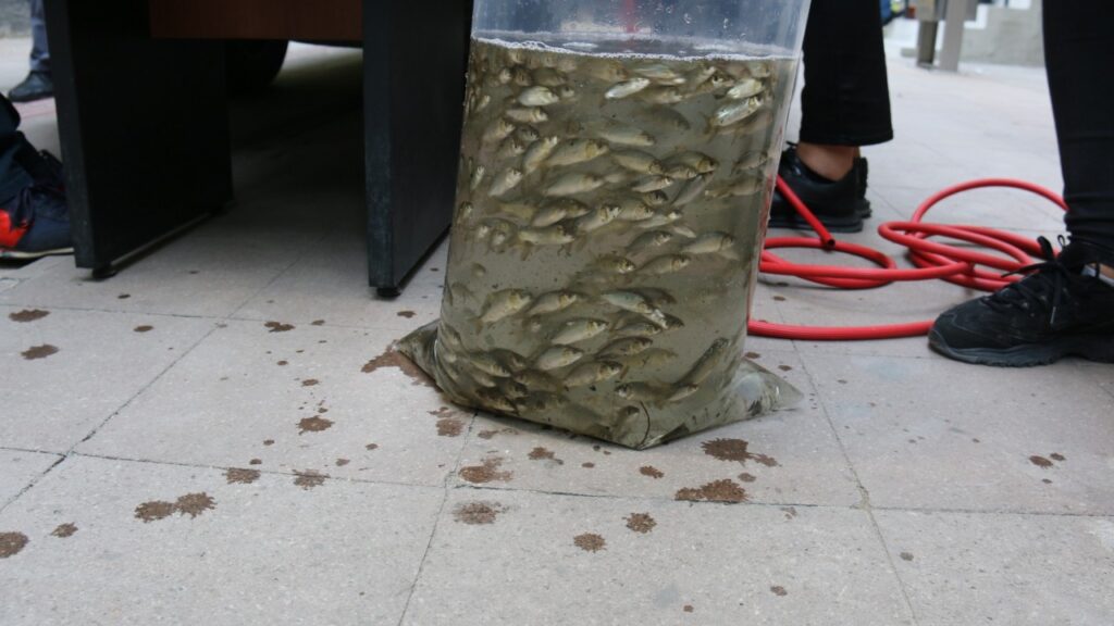 Bölgemizde göl ve göletlere salınmak üzere toplam 1 milyon 170 bin adet yavru sazan salındı