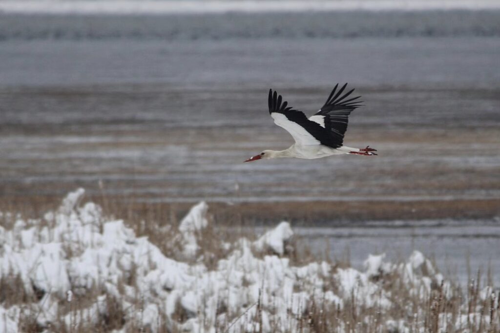 Çavuşçugölü Yok Olurken Göçmen Kuşlar Doğal Güzellikleri ile  Göle Can Veriyor